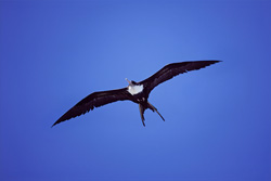 Majestic Great Frigatebird - Aerial Artist of the Seas