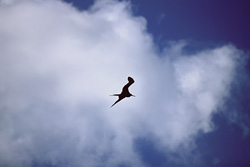 Majestic Great Frigatebird against an impressive backdrop of clouds