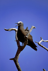 Beautiful shot of a Brown Noddy perched on a tree in nature