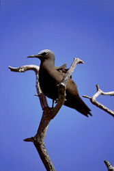 Captivating image of a Brown Noddy perched on the tree at sunset