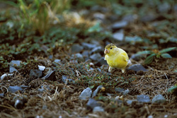 Captivating shot of a Canary on Midway Atoll in the Hawaiian Islands