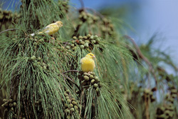 Canary