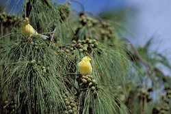 The Yellow Canaries of Midway - A Glimpse into the Fascinating Fauna of the Island