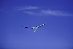 Fascinating Red-footed Booby on Midway Atoll