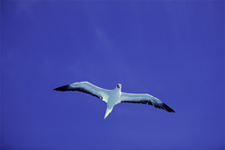 Majestic Red-footed Boobies on Midway - impressive shots from the sky