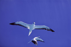 Experience the beauty of the flying Red-footed Boobys at Midway Atoll