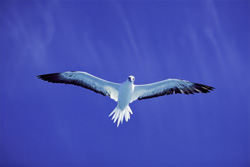 Red-footed Booby - The Master Hunters of Midway Atoll