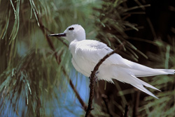 Elegante gaviota blanca en medio de una rama en las islas Midway