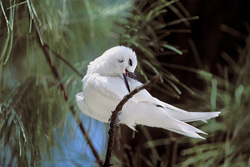 Anmutige Feenseeschwalbe auf einem Baum auf Midway Island