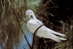 Zarte Feenseeschwalbe bezaubert mit majestätischem Flug auf Midway Island