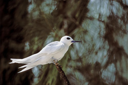 Elegante gaviota blanca en una rama en el cielo tropical