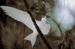 Majestätische Feenseeschwalbe auf einem Baum im Flug fotografiert