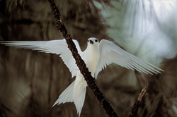Sterne blanche fascinante en action