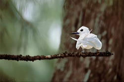 Explore the Beauty of the White Tern on the Midway Islands