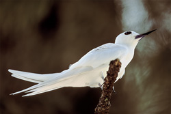 Faszinierende Feenseeschwalbe - Ein Blick in die Welt der White Terns