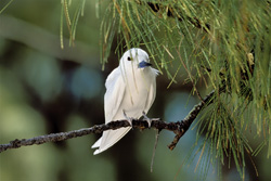 Sterne blanche fascinante dans son environnement naturel