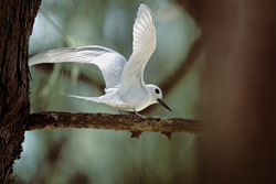 La gracieuse sterne blanche atterrit élégamment sur une branche dans un environnement tropical