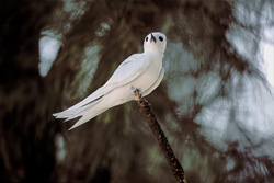Beautiful white tern in majestic flight