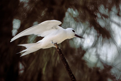 Elegante charrán blanco aterrizando en un árbol