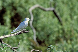 Élégante sterne blanche assise sur une branche mince