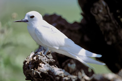 Elegante charrán blanco sentado en un tronco de árbol - Fotografía exquisita de la naturaleza