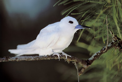 Elegante charrán blanco descansando en una rama en el paraíso tropical