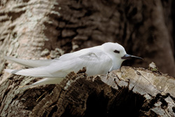 Anmutige Feenseeschwalbe ruht auf einem Baum
