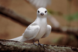 Charrán blanco elegante - Una vista majestuosa en tierras tropicales