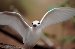 Graceful white tern majestically spreading its wings