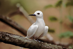 Descubre la elegancia del charrán blanco en una rama en un paraíso tropical