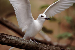 Imagen de un elegante charrán blanco con alas desplegadas