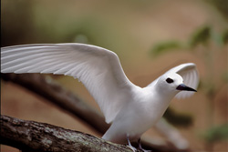 Fascinante charrán blanco en las Islas Midway