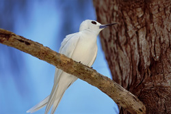 Enchanting White Fairy Tern Relaxing in the Sun on Midway Island