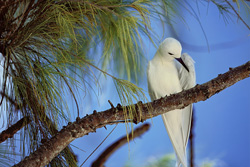 Charrán Blanco delicado en medio de la naturaleza en las islas Midway