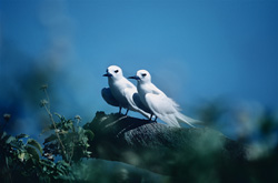 Fascinating White Terns on the Midway Islands in the Pacific Ocean