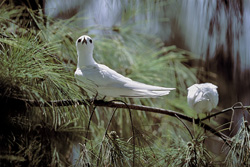Experience the elegance and beauty of White Terns on Midway Islands