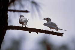 Descubre a los fascinantes charranes blancos de las Hadas en las islas Midway