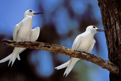 Charranes blancos fascinantes en su entorno natural en las islas Midway
