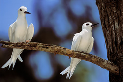 Experimenta la gracia y belleza de los charranes blancos en las islas Midway