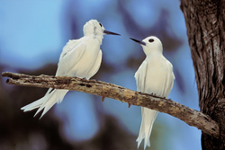 Fascinating White Terns in a breathtaking setting
