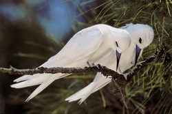 Feenseeschwalben – zarte Vögel mit märchenhaftem Flair