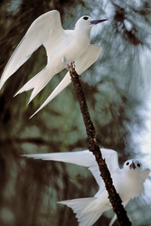 Bezaubernde Feenseeschwalben auf einem Baum in den Hawaiian Islands