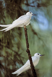 Golondrinas blancas fascinantes en un árbol