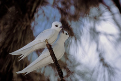 Imagen majestuosa de charranes blancos en un árbol