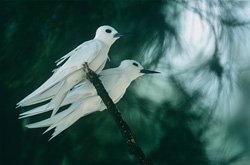 Fascinantes charranes blancos en un árbol