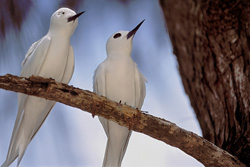 Enchanting white terns relax on Midway Islands