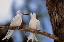 Discover Fascinating White Terns on Midway Islands