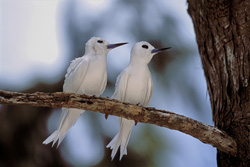 Fascinantes charranes blancos en el árbol