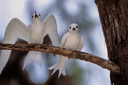 Charrán elegante volando majestuosamente sobre el océano