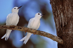 Fascinantes charranes blancos en las islas Midway